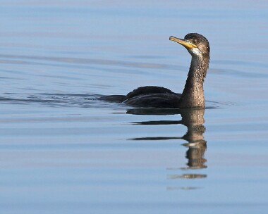 shaag5 Shag Derbyhaven Bay, Isle of Man