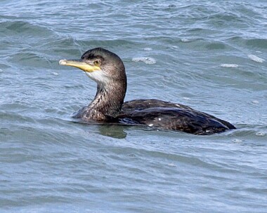 shag7b Shag Point of Ayre, Isle of Man