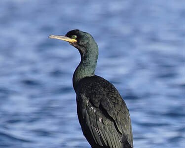 shag9 Shag Scarlett, Isle of Man
