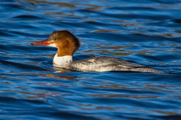 Goosander