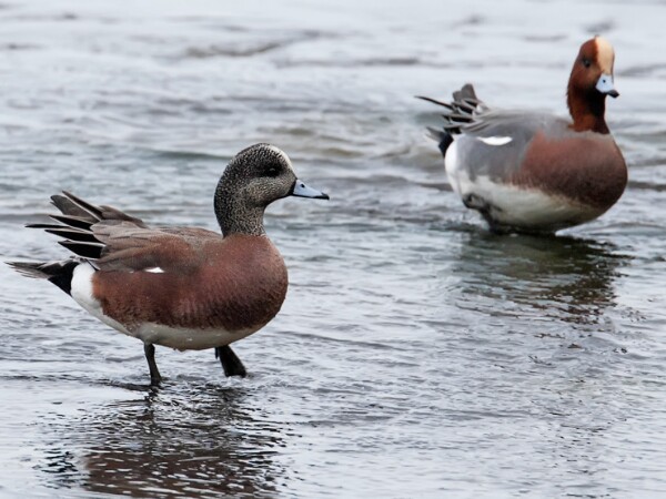 American Wigeon