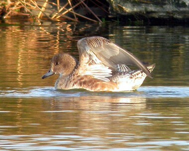 American Wigeon American Wigeon Glascoe Dubh, Isle of Man