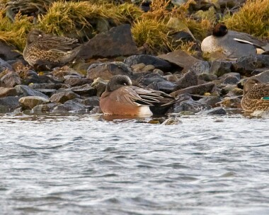 americanwigeon070108 American Wigeon Langness, Isle of Man (Record shot)