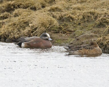 americanwigeon210308 American Wigeon Strandhall, Isle of Man (Record shot)