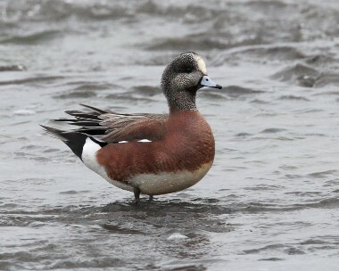americanwigeon280308 American Wigeon Strandhall, Isle of Man