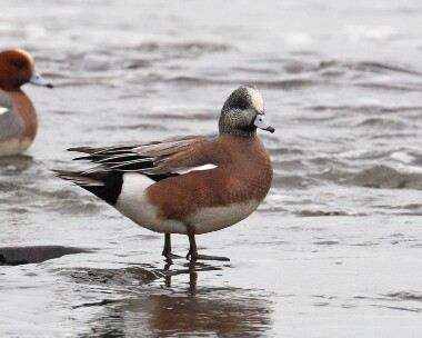 americanwigeon280308b American Wigeon Strandhall, Isle of Man