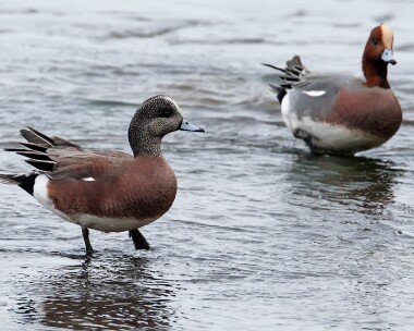 americanwigeon280308c American Wigeon Strandhall, Isle of Man