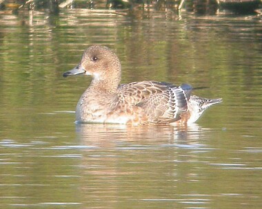 americanwigeon7 American Wigeon Glascoe Dubh, Isle of Man