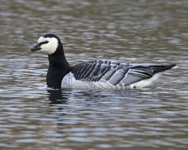 barnaclegoose20061230 Barnacle Goose (Feral) Tromode Dam, Isle of Man