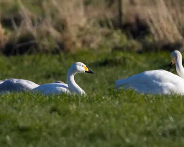 bewickswan010313 Bewick Swan Ballaugh, Isle of Man (Record shot)