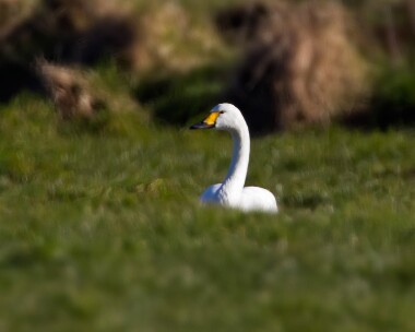bewickswan010313b Bewick Swan Ballaugh, Isle of Man (Record shot)