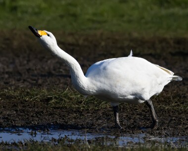 bewickswan030313 Bewick Swan Ballaugh, Isle of Man