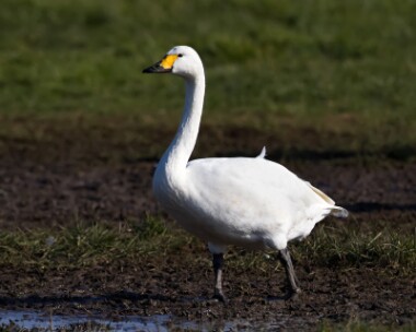 bewickswan030313b Bewick Swan Ballaugh, Isle of Man