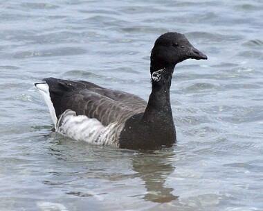 Brentgoose13jpg Brent Goose Derbyhaven bay, Isle of Man