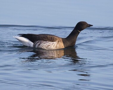 Brentgoose20070204 Brent Goose Derbyhaven bay, Isle of Man