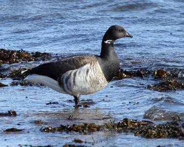 Brentgoose9 Brent Goose Derbyhaven bay, Isle of Man