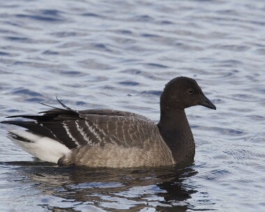 brentgoose151108 Brent Goose, Derbyhaven, Isle of Man