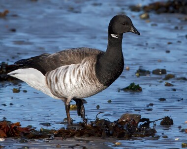 brentgoose311209 Brent Goose, Derbyhaven, Isle of Man