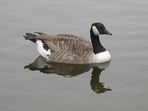 Canada Goose