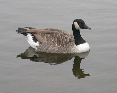 canadagoose1 Canada Goose Castletown, Isle of Man