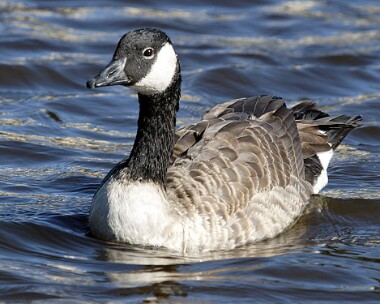 canadagoose3 Canada Goose Castletown, Isle of Man