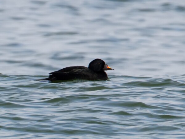 Common Scoter
