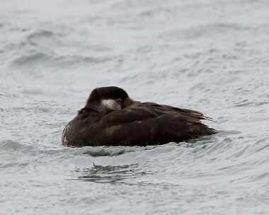 commonscoter080208 Common Scoter Derbyhaven Bay, Isle of Man