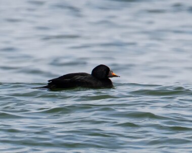 commonscoter131012 Common Scoter Salthouse, Norfolk
