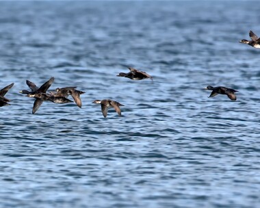 commonscoters080317 Common Scoter Findhorn Bay, Scotland