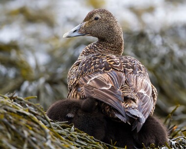 eider040611 Common Eider Peel, Isle of Man
