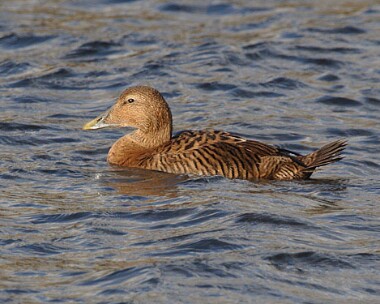eider12 Common Eider Strandhall, Isle of Man