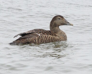 eider14 Common Eider Derbyhaven, Isle of Man