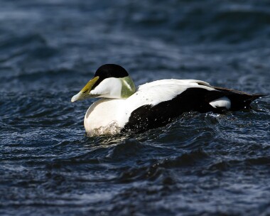 eider140413 Common Eider Derbyhaven, Isle of Man