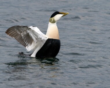 eider240425 Common Eider Derbyhaven, Isle of Man