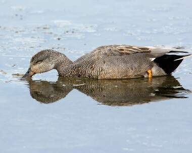 gadwall030515 Gadwall Titchwell, Norfolk