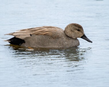 gadwall060226 Gadwall POA NR, Isle of Man