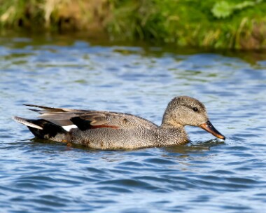 gadwall160510 Gadwall Cley, Norfolk