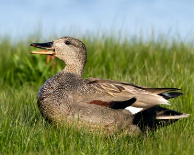 gadwall160510b Gadwall Cley, Norfolk