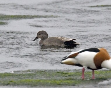 gadwall20070422 Gadwall Strandhall, Isle of Man