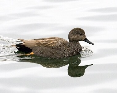 gadwall231208 Gadwall Moore Nr, Cheshire