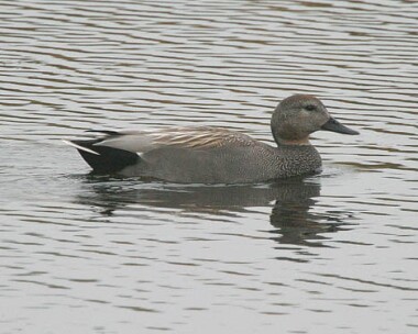 gadwall3 Gadwall Eairy Dam, Isle of Man