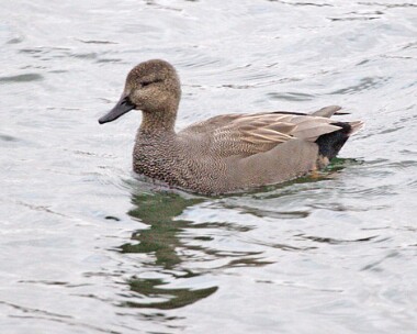 gadwall4 Gadwall Moore NR, Cheshire