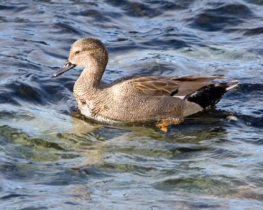 gadwall5 Gadwall Douglas, Isle of Man