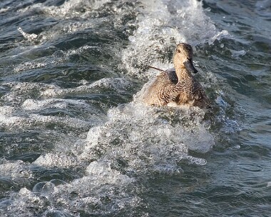 gadwall7 Gadwall Douglas, Isle of Man
