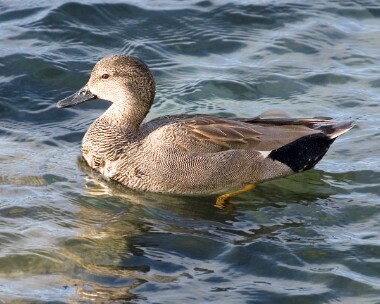 gadwall8 Gadwall Douglas, Isle of Man