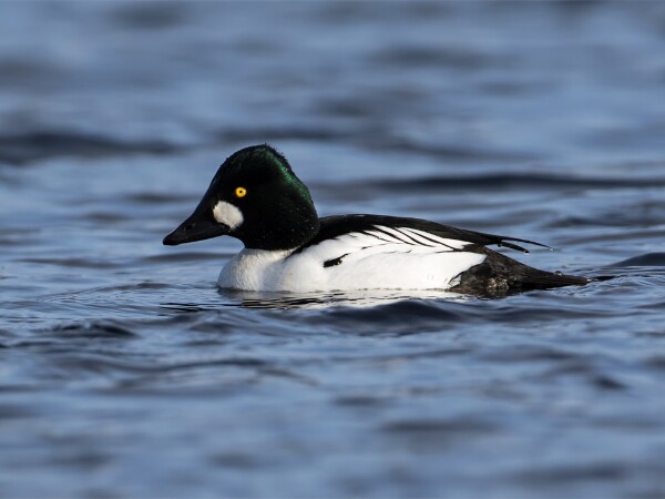 Goldeneye