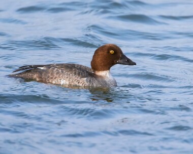 goldeneye200211 Goldeneye Derbyhaven, Isle of Man