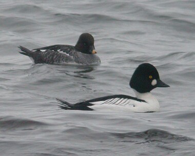 goldeneye3 Goldeneye Scarlett, Isle of Man