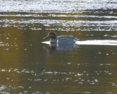 greenwingedteal Green-winged Teal Eairy Dam, Isle of Man