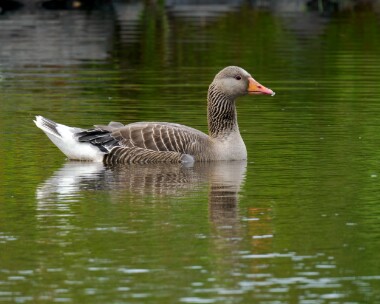 greylag180622 Greylag Goose Ballannette, Isle of Man